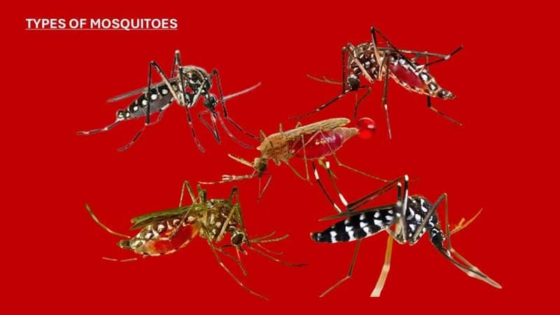 Malaria Prevention Tips During Rainy Season